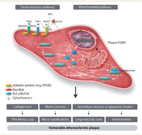 [pdf] vascular smooth muscle cell death autophagy and senescence in atherosclerosis semantic