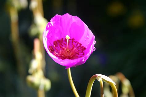 Violet, pink and white flowers. long stemmed succulent flower | Flickr - Photo Sharing!