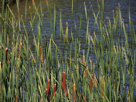 Cattails Along The Edge Of Mallet Pond Pho Flickr