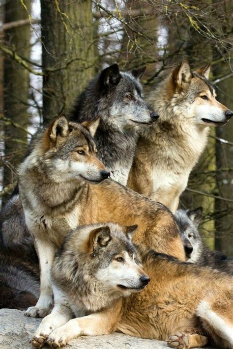 Wolf Pack Animals Wild Dogs Wolf Spirit