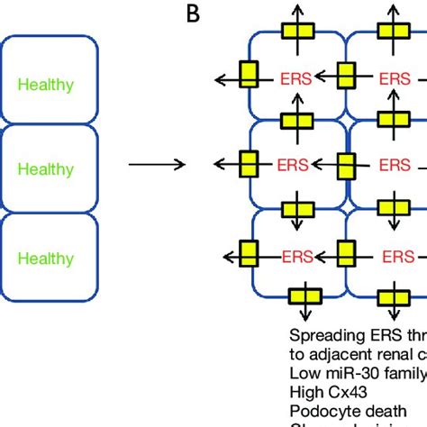 Ers Spread From Stressed Single Cells To Multiple Adjacent Cells