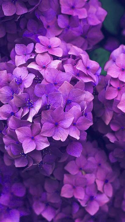 Purple Nature Iphone Flower Pink Spring Plus