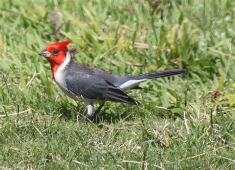 Aloha Norden Red Crested Cardinal