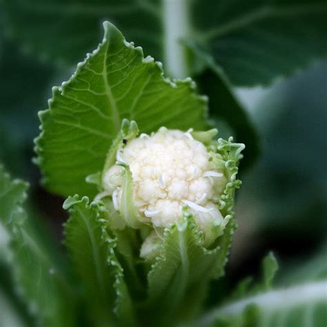 Baby Cauliflower Growing In The Garden Growing