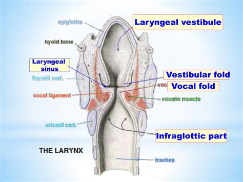 Ppt The Larynx Powerpoint Presentation Free Download Id5515541