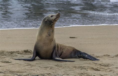 Species Of Seals,water Mammals | Science Hub 4 Kids