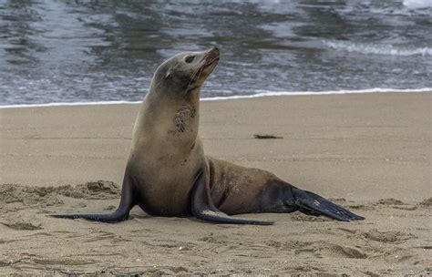 Species Of Sealswater Mammals Science Hub 4 Kids