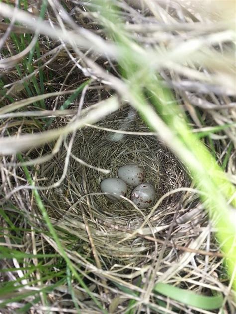 Smithsonian Insider Bird Nests Variety Is Key For The Worlds Avian