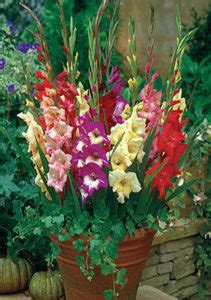 Thrip control on gladiolus bulbs. Daylilies in Australia Gladiolus Care - How to Store ...