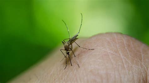 West Nile Virus Detected In Utah County Mosquitoes