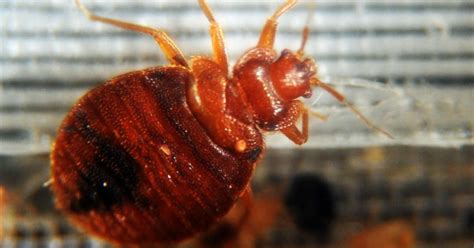 Bed Bugs Drawn To Certain Colors Study Says Cbs News