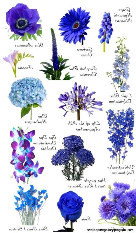 Blue flowers images and names. Images Of Flowers With Their Names | Wallpapers Gallery