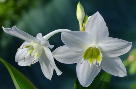 Karena bahasa latin merupakan sebuah bahasa pengantar dalam. Kumpulan Nama Bunga Lengkap (Dari A-Z) Beserta Gambar dan ...