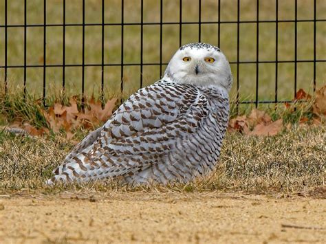 Rare Snowy Owl Spotted In New York The Lariat