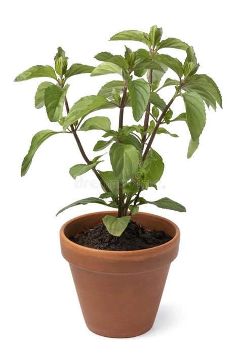 Basil Mint Leaves Latin Name Mentha X Piperita F Citrata Basil Plant