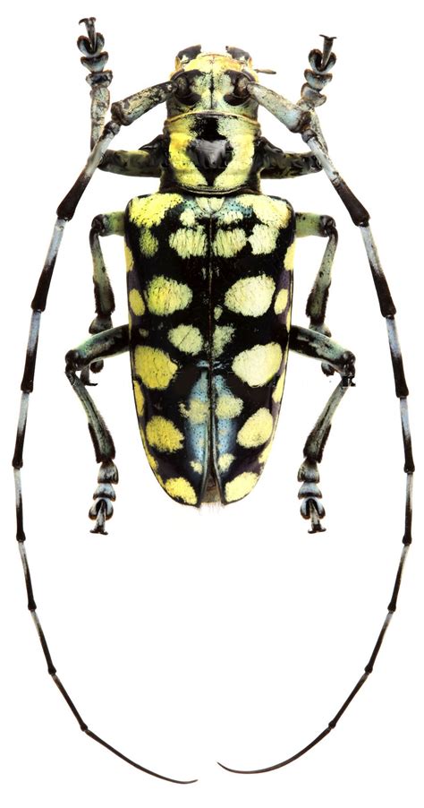 Anoplophora Birmanica Genus Of Asian Longhorn Beetles Cerambycidae