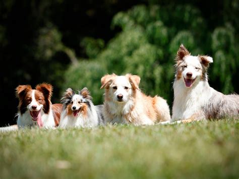 Pet Friendly Accommodation Barrington Tops | Riverwood Downs
