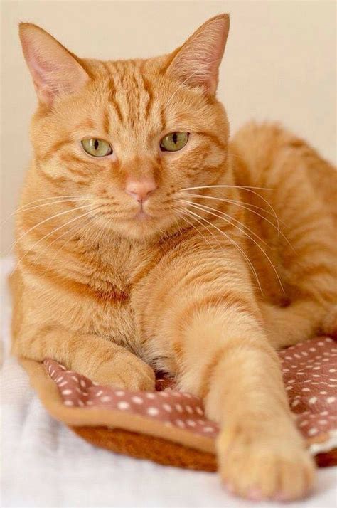 Sign In Orange Tabby Cats Beautiful Cats Cat Breeds