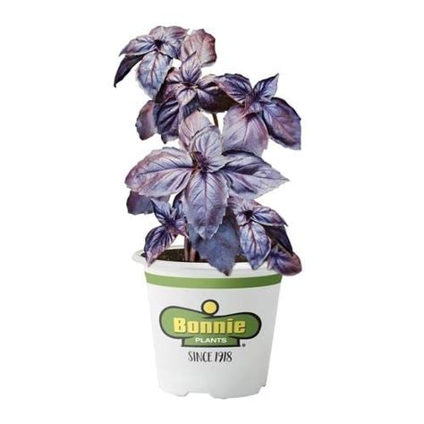 Bonnie 193 Oz In Pot Basil In The Herb Plants Department At