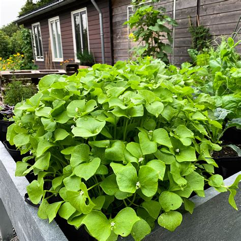 Recepten Met Winterpostelein Makkelijke Moestuin