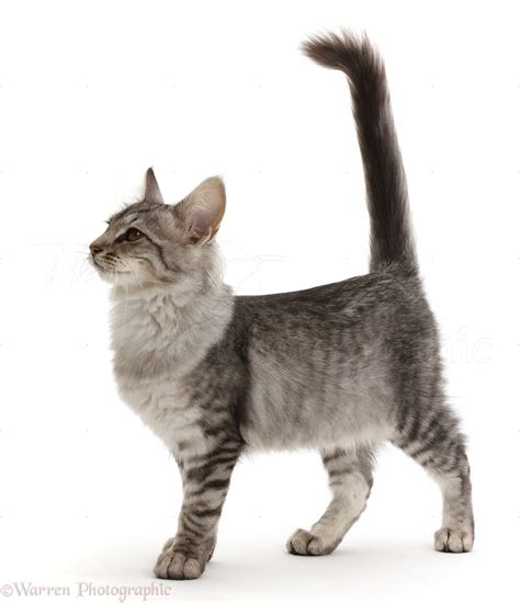 Mackerel Silver Tabby Cat Standing With Tail Up Photo Wp50515