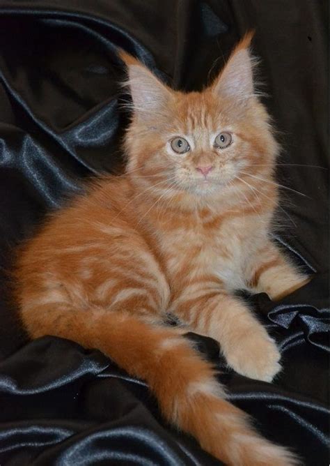 Hot springs village, ar email: Maine Coon Cats For Sale | Scranton, PA #214387 | Petzlover