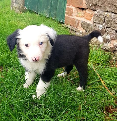 Fluffy Border Collie Puppies For Sale In Llangadog Carmarthenshire