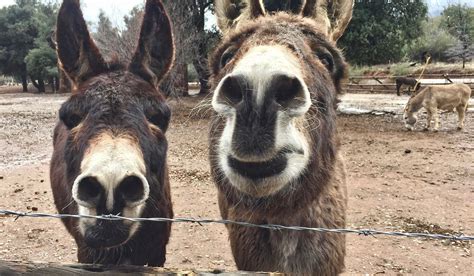 Ultimate Guide To Raising Donkeys Farmhouse Guide