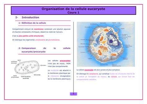 Organisation De La Cellule Eucaryote