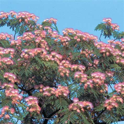 Spring Hill Nurseries 3 In Pot Hardy Mimosa Albizia Live Potted