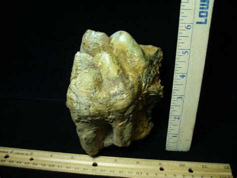 Mastodon Americanum Molar 061623m The Stones And Bones Collection