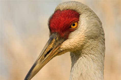 Musings For 7: Sandhill Cranes in the Meadows