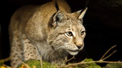 Scottish Forest Identified For Lynx Reintroduction Bbc News