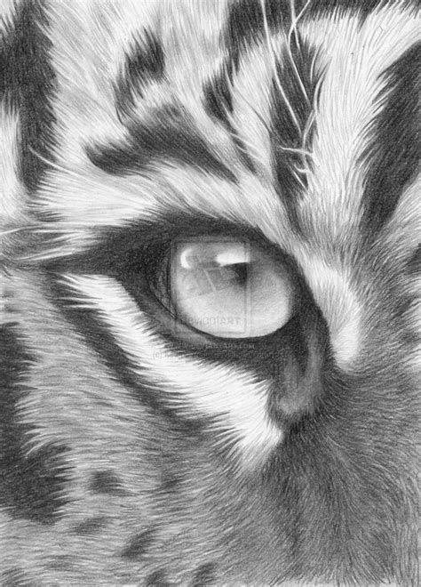 Tiger Eye Drawing At Explore Collection Of Tiger