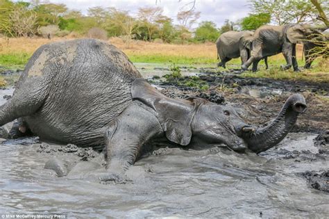 A Muddy Good Time Adorable Photographs Show Playful Baby Elephants