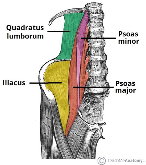 Musculo Iliopsoas Anatomia Papel E Caneta