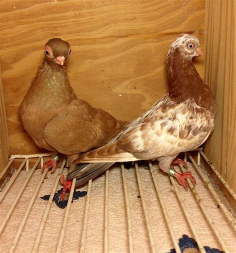 Pair Of Vienna Short Face Tumbler Pigeons For Sale Rare Breed In