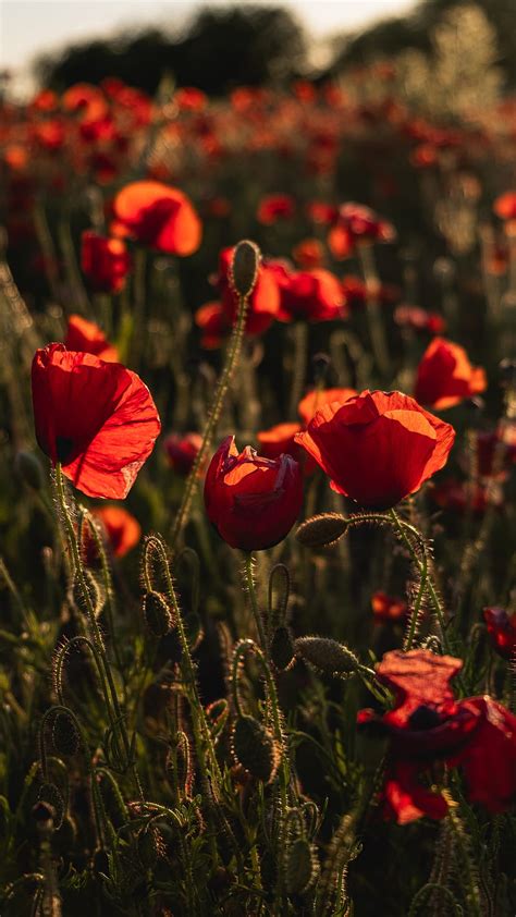 Poppy Wildflowers Flowers Red Hd Phone Wallpaper Peakpx