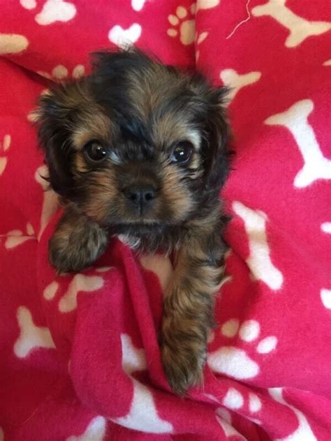 The cava tzu is a designer breed created through the cross of the cavalier and the shih tzu breed. Cava-tzu puppies for sale | in Sheffield, South Yorkshire | Gumtree
