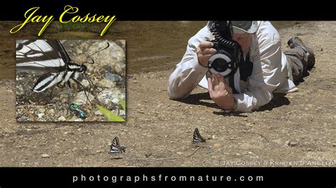 Jay Cossey Photographing Puddling Pale Tiger Swallowtails Flickr