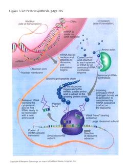In my case, my hair is curly, which is incompletely dominant (hh). My Physical Trait - Curly Hair - Biology Project 2 Part A ...