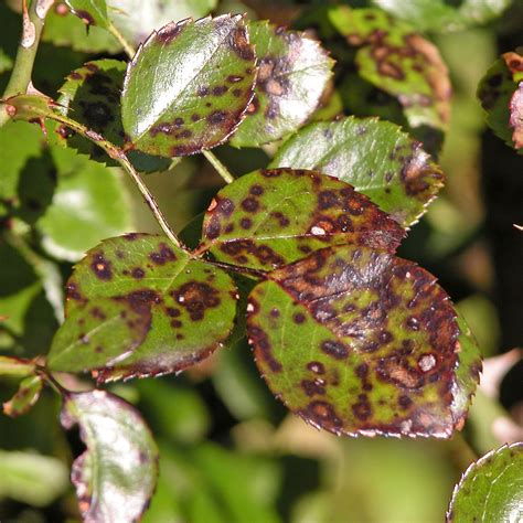 How To Treat And Prevent Black Spots On Roses Black Spot On Roses Rose Diseases Rose Plant Care