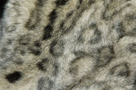 Snow Leopard Fur Texture Stock Image Image Of Himalayan 47575443