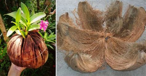 Testimoni mesin pengurai sabut kelapa. (VIDEO) D.I.Y Bekas Tanaman Orkid Paling Mudah Dan Jimat ...