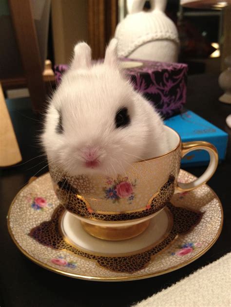 23 Best Bunny In A Teacup Images On Pinterest Baby Bunnies Bunny And