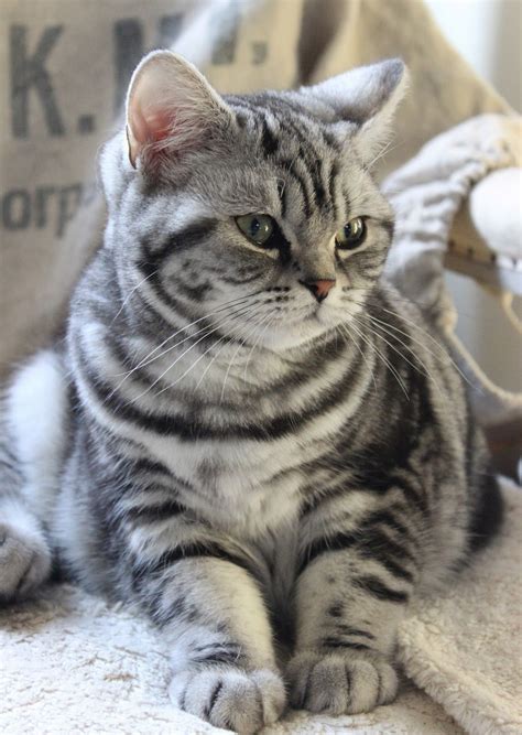 American Shorthair Grey And White Cat Breeds Dogs And Cats Wallpaper