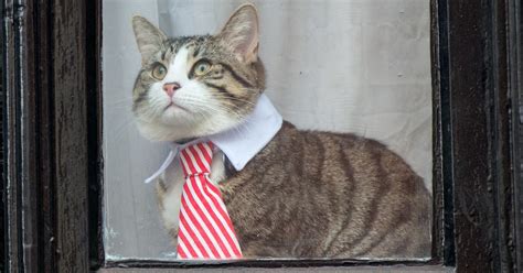 What Happened To Julian Assanges Embassy Cat
