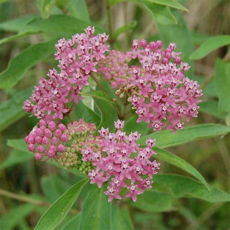 Maybe you would like to learn more about one of these? Swamp Milkweed Plants for Sale Online | Growing Wild Nursery