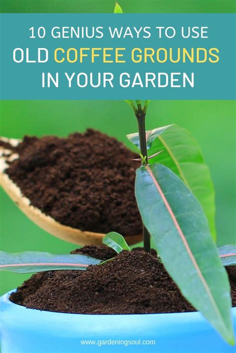 Gary pilarchik (the rusted garden). 10 Genius Ways To Use Old Coffee Grounds In Your Garden ...