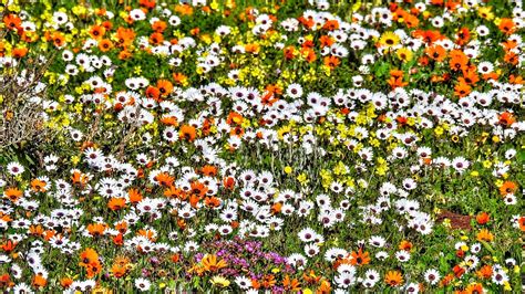See more ideas about south african flowers, african flowers, plants. 14 Reasons to live in South Africa